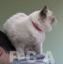Окрасы породы рэгдолл