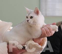 Происхождение бурмилл