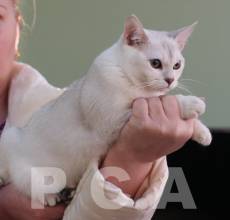 Слух бурмилл