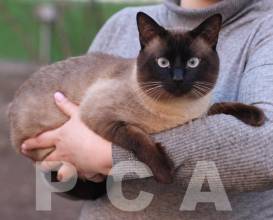 Окрасы тайской кошки