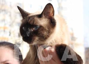 Уход за тайской кошкой