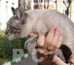 Воспроизводство потомства у тайских кошек